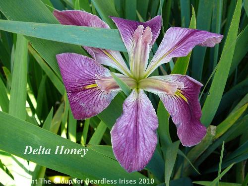 Delta Honey 